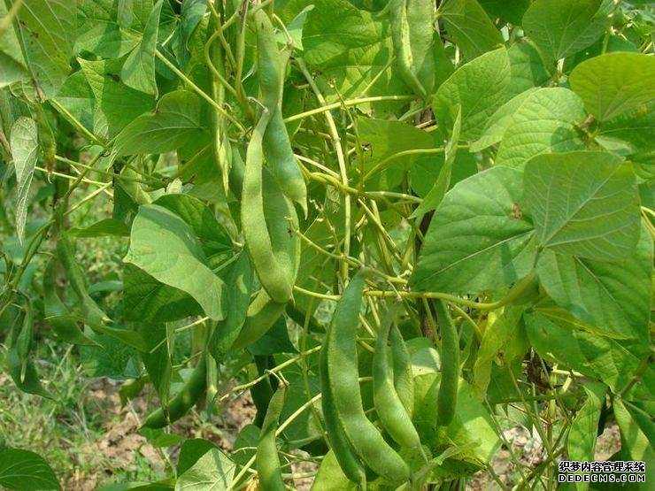 扁豆营养丰富又美味，掌握高产栽植技巧，种一棵就够吃了
